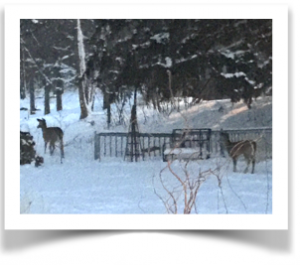 Screen Shot 2016-02-05 at 11.52.51 AM